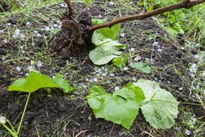 Snažan grad uništio između 600 i 800 hektara vinograda