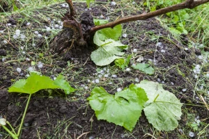 Da li će ove godine vinogradi ostati bez roda?