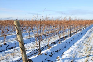 Najvažniji radovi u vinogradu tokom zimskog perioda