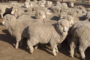 I dalje funkcionalno seme Merino ovnova staro 50 godina