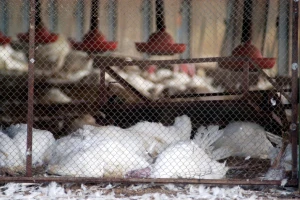 Evropa se suočava s najvećom epidemijom ptičijeg gripa?