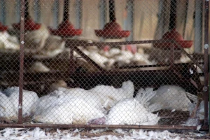 Nezaustavljiva je epidemija ptičjeg gripa? Dao ostavku holandski ministar