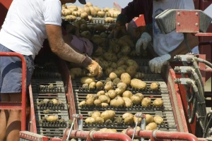Berba krompira: Farmer pronašao bombu od 10 kilograma na pokretnoj traci