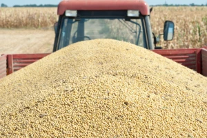 Produktna berza: Kukuruz do 22,8, a soja čak 62 dinara za kilogram