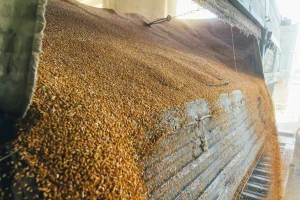 Nastavio se pad cena žitarica, porasla za uljanu repicu