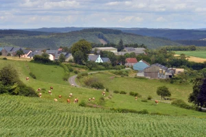 EU do 2035.: Pašće proizvodnja mesa i šećera? A žitarice i mleko?