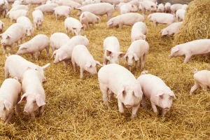Pada cena prasića: otkup od 300 do 500 din/kg