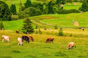 Predstavljena strategija ekonomskog oporavka EU: 15 milijardi evra za poljoprivredu