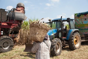 Brazil lani nahranio čak 10 odsto svetske populacije