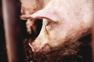 Ogromna šteta: Zbog afričke kuge ispražnjena farma u Bogatiću
