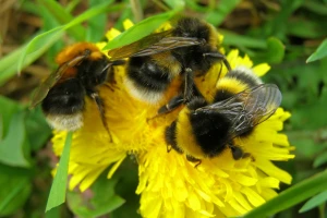 Bumbari su još uvek posebno ugroženi uprkos pooštrenim propisima o pesticidima