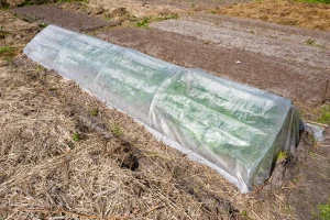 Protiv mraza u bašti vodom, malčem, plastičnim tunelom ili agrotekstilom