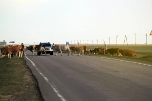 Automobilom udarili u krave na putu: Preminuo mladić (18) iz Livna