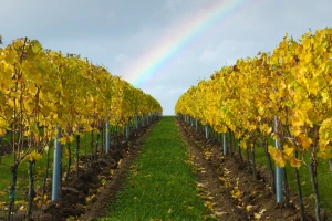 Nakon berbe u vinogradu sledi đubrenje, obrada i malčiranje vinove loze