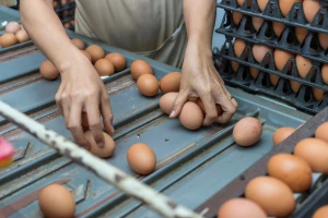 Svetska proizvodnja jaja povećana za četvrtinu u poslednjoj deceniji - Kina i dalje vodi