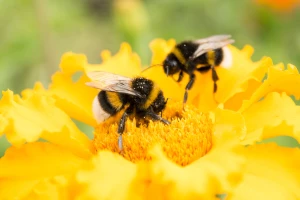 Interakcija sa insektima ubrzava evoluciju biljaka