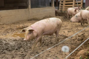 Seli se farma svinja iz Temerina - neprijatni mirisi smetaju građanima
