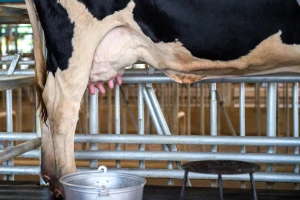 Nemačkom farmeru litru mleka plaćaju po ceni pereca - skoro evro