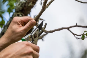 Stari voćnjaci: Ne žurite sa novom sadnjom, pre toga se pripremite