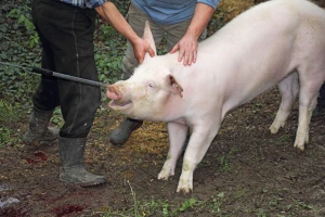 Nova pravila kod klanja svinja, šta predlaže Evropska komisija?