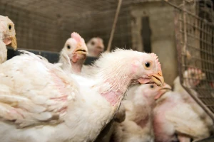 Usmrtiće 216.000 brojlera - raste broj farmi zaraženih ptičjim gripom u Holandiji