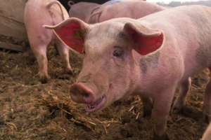 Kampanja "Stop afričkoj kugi svinja": Među prioritetnim zemljama i Srbija