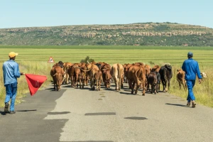 Evropsko mleko lošeg kvaliteta uništava afričke stočare?