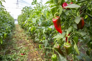 Seoski brica uzgaja papriku koja pronalazi kupce u Mađarskoj  i Hrvatskoj