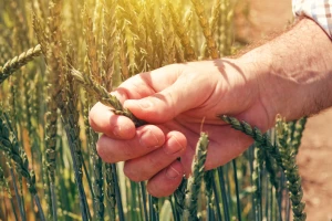 Cena kukuruza u padu, pšenica dostigla  22,99 din/kg bez PDV-a