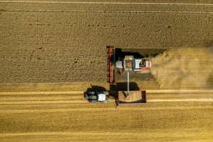 Ove nedelje raste cena pšenice, kukuruza i uljane repice?