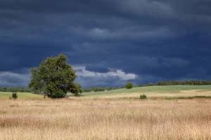 Koliko je kiša dobra za usev i kako se atmosferski azot unosi u zemljište?
