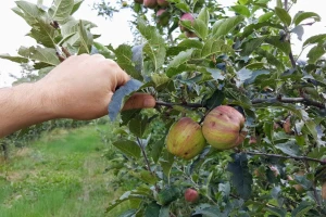 Kako oporaviti voćnjak i vinograd nakon grada?