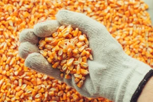 Procurile informacije: Kina će proizvoditi GMO kukuruz?