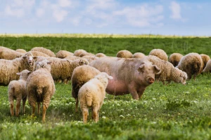 EK predlaže: Manje pesticida i đubriva, ali i podsticaji za organsku proizvodnju?