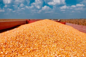 Veća ponuda kukuruza, manja tražnja: Cena 23,7 din/kg