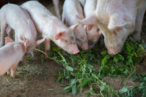 EFSA pokreće kampanju "Stop afričkoj svinjskoj kugi" u jugoistočnoj Evropi