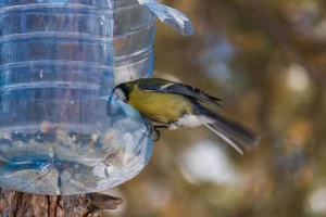 Nahranite ptice preko zime - odužiće vam se u toku vegetacije