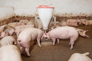 Afrička kuga svinja registrovana u Vojvodini