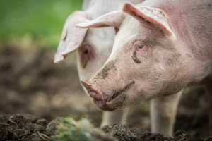 STIPS: Telad do 540, tovne svinje 160, jagnjad 330 dinara za kilogram
