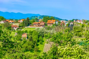 Kako podići vetrozaštitne pojaseve i koje drveće saditi?
