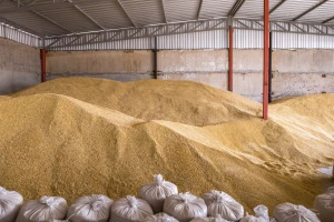 Pšenica dosegla svoj cenovni maksimum - 28,5 dinara za kilogram