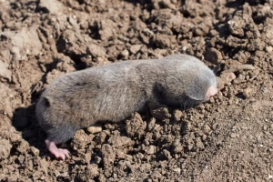 Kako oterati slepo kuče - ugroženog stanovnika oranica?