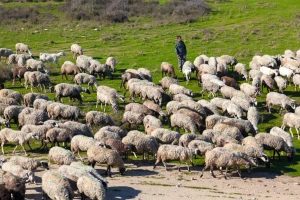 Za nepostojeće pašnjake godišnje izvlačili 45 miliona evra?