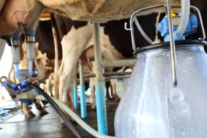 Imlek će isplatiti za mart više od 70 dinara po litri mleka