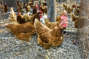 Sve veći broj evropskih farmi prijavljuje pojavu ptičjeg gripa