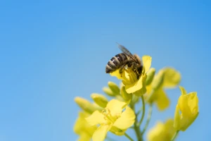 EFSA objavila najnoviji izveštaj o smrtnosti oprašivača prouzrokovanoj pesticidima