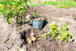 Uočen krompirov moljac: Vadite krtole čim dođe do propadanja cime