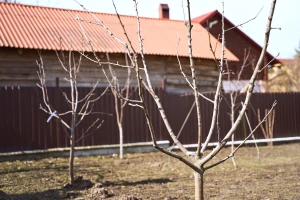 Trešnju posadite posle opadanja lišća, a pre zimskog mraza