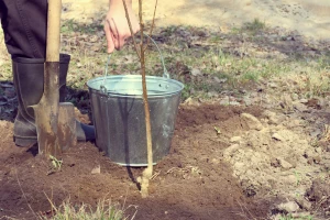 Kako posaditi voćke - od pripreme zemlje do zaštite sadnice