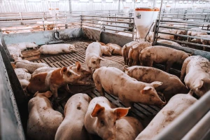Kineska svinjarska industrija opire se smanjenju broja grla - na tržištu i dalje viškovi